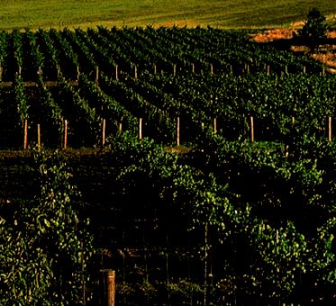 Winery vineyards