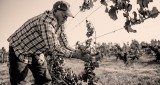 A vineyard worker tenderly prunes a young grapevine.