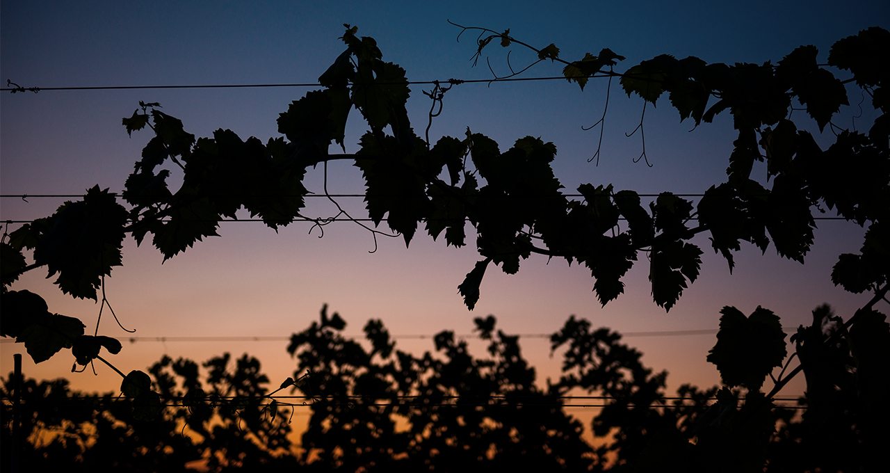 Colorado Vineyards