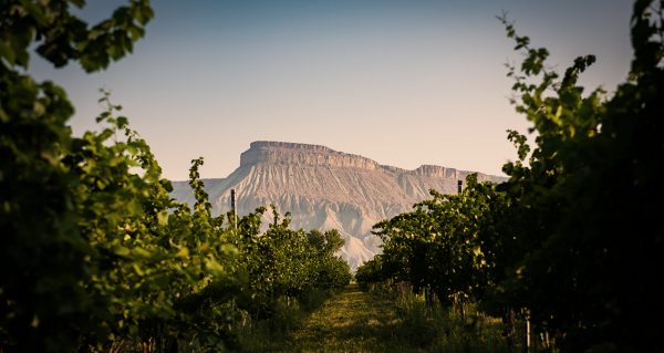 Mt. Garfield Colorado Vineyards