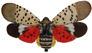 CO Wine Industry Call to Discuss Spotted Lanternfly