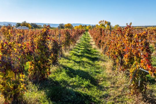 Avant Vineyards • Palisade, CO