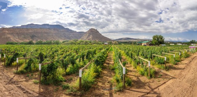 Colterris Winery and Colterris at the Overlook • Palisade, CO