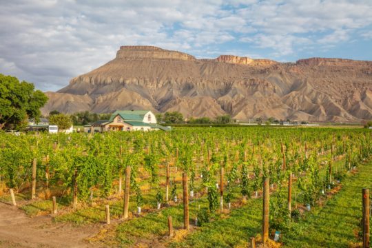 Carboy Winery at Mt. Garfield Estate • Palisade, CO