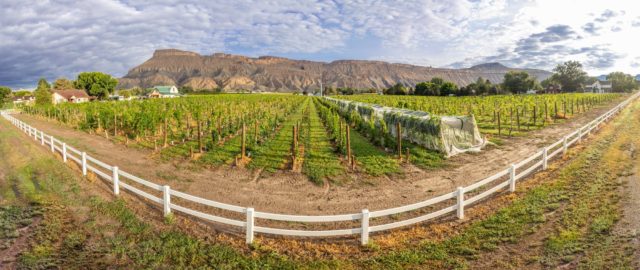 Carboy Winery at Mt. Garfield Estate • Palisade, CO