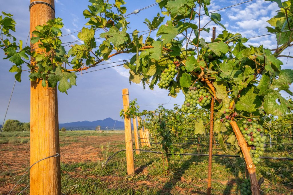 Guy Drew Vineyards • Dolores, CO
