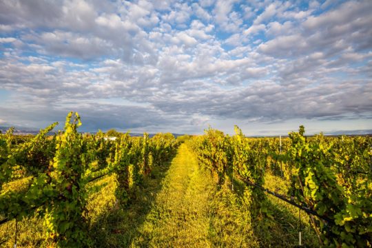 Restoration Vineyards • Palisade, CO