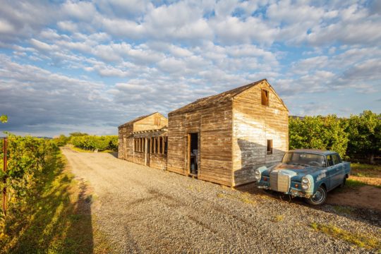 Restoration Vineyards • Palisade, CO