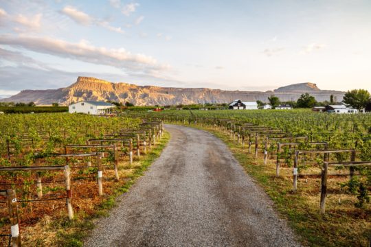 Restoration Vineyards • Palisade, CO