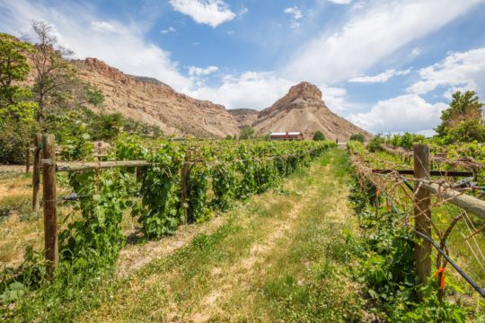 Sauvage Spectrum • Palisade, CO