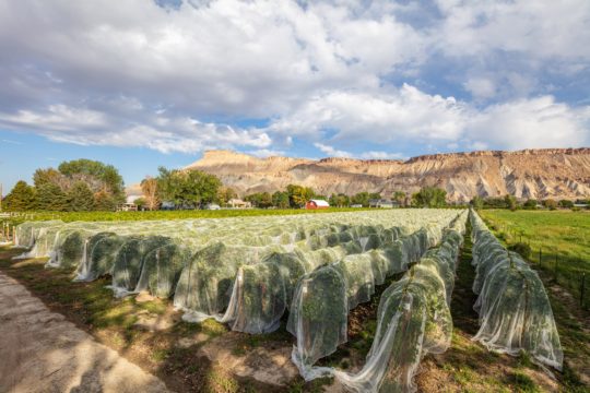 Sauvage Spectrum • Palisade, CO