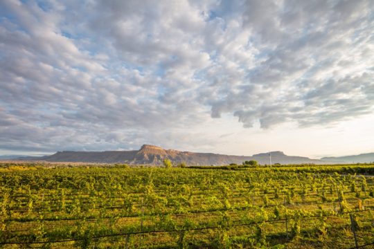 Talbott’s Mountain Gold LLLP/Talbott Cider Company/Centennial Cellars • Palisade, CO