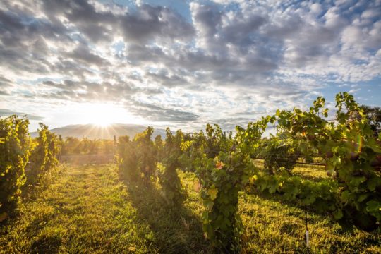 Talbott’s Mountain Gold LLLP/Talbott Cider Company/Centennial Cellars • Palisade, CO