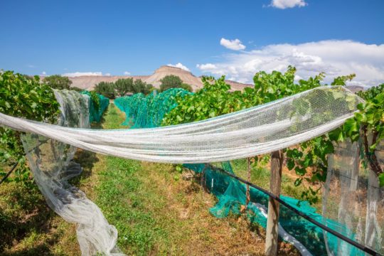 Carboy Palisade • Palisade, CO