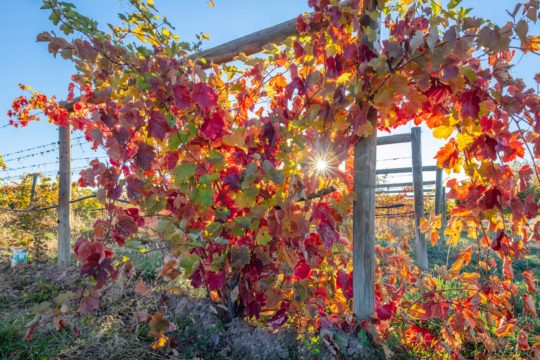 Whitewater Hill Vineyards • Grand Junction, CO