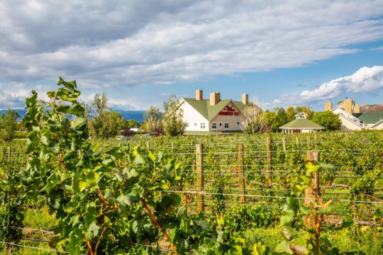 Grande River Vineyards at Wine Country Inn • Palisade, CO