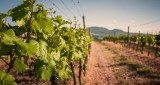 Colorado Vineyards