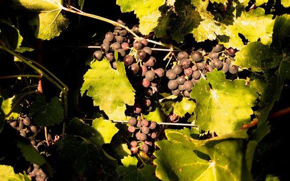 Colorado Wine, Rooted in History